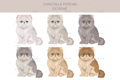 Chinchilla Persian. Extreme type Product Image 4