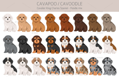 Cavapoo. Cavalier Spaniel-Poodle mix Product Image 4