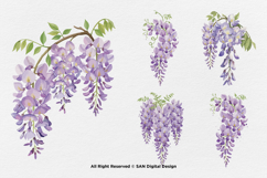 15 Bundle Watercolor Wisteria Flower Romantic Japanese Product Image 5