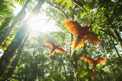 Vibrant Jungle Parrots Flying in Tropical Forest Scene Product Image 1