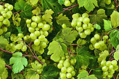 Green Grape Vine Pattern Realistic Fruit Background JPG Product Image 1