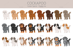 Cockapoo. Cocker Spaniel-Poodle mix Product Image 4