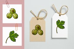 Gooseberry Product Image 6