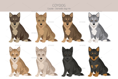 Coydog. Coyote - Domestic dog mix Product Image 4