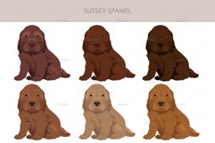Sussex Spaniel clipart Product Image 5