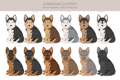Gerberian Shepsky dog mix Product Image 4