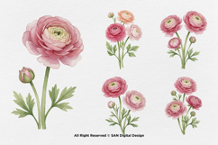 15 Bundle Watercolor Ranunculus Flower Blossom Botanical Product Image 5