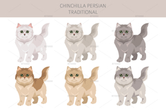 Chinchilla Persian. Traditional type Product Image 4