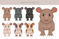 Baldwin Guinea Pig, Hairless Cavie Product Image 4