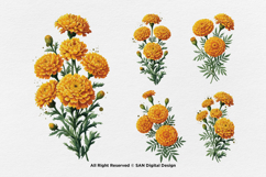 15 Bundle Watercolor Marigold Rose Flower Floral Botanical Product Image 5