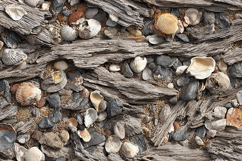 Coastal Driftwood and Seashells Natural Beach Background Product Image 1