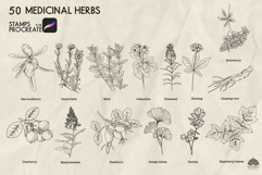 Medicinal herbs Procreate stamp brushes Product Image 5