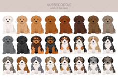 Aussiedoodle, Aussie Poodle mix Product Image 4