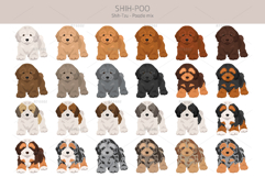 Shih Poo, Shih Tzu Poodle mix Product Image 4