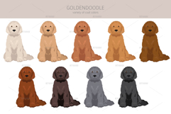 Goldendoodle Goldie Poodle mix Product Image 9