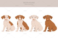 Ibizan hound clipart Product Image 3
