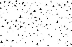 Bird Product Image 5