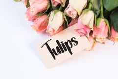 Brighton Product Image 5