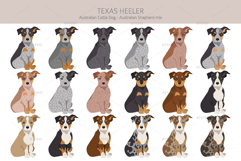 Texas Heeler dog Product Image 4