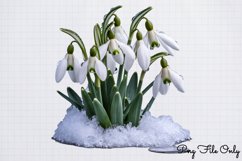 Snowdrops Clipart Bundle PNG Product Image 6
