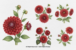15 Bundle Watercolor Red Dahlias Flower Blossom Bouquet Product Image 5