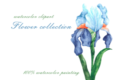Blooming flowers watercolor clipart. Wildflowers Product Image 5