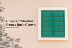 Plant Shadow Backdrops Video Bundle Product Image 5