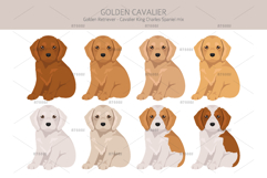 Golden Cavalier dog mix Product Image 4