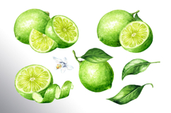 Lime citrus. Watercolor collection Product Image 6
