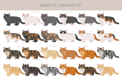 Domestic longhair cat Product Image 4