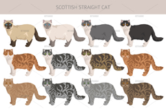 Scottish Straight Cat clipart Product Image 3