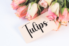 Rabbit Product Image 5