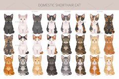 Domestic shorthair cat Product Image 4