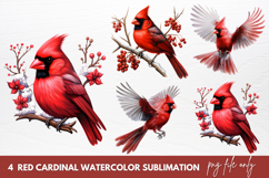 Red Cardinal Watercolor Sublimation Clipart Product Image 1
