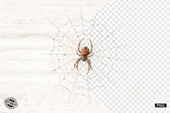 Spider Webs Clipart Product Image 1