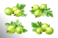 Gooseberry. Watercolor collection Product Image 6