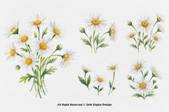 15 Bundle Watercolor Daisy Flower White Floral Chamomile Product Image 5