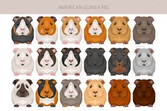 American Guinea Pig clipart Product Image 3