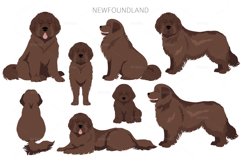 Newfoundland cliaprt Product Image 9