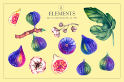 Fig Plant Watercolor clipart Product Image 12