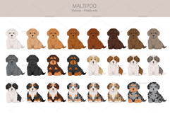 Maltipoo, Maltese Poodle mix Product Image 4