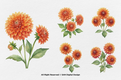 15 Bundle Watercolor Dahlia Flower Blossom Orange Floral Product Image 5