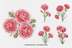 15 Bundle Watercolor Carnations Flower Botanical Bouquet Product Image 5