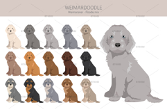 Weimardoodle. Weimaraner Poodle mix Product Image 4