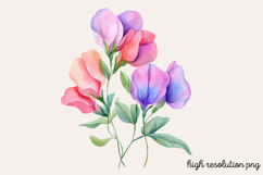 Sweet Pea Flower Watercolor Clipart PNG Product Image 1