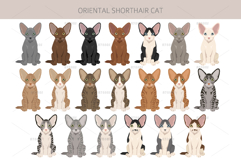 Oriental Shorthair cat Product Image 4