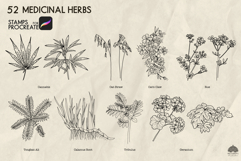 Medicinal herbs Part 2 Procreate stamp brushes Product Image 5