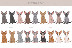 Peterbald cat Product Image 3