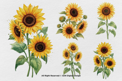 15 Bundle Watercolor Sun Flower Rose Flower Floral Botanical Product Image 5
