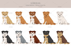 Goberian dog mix Product Image 4